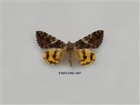 藏品(夜蛾384)的圖片